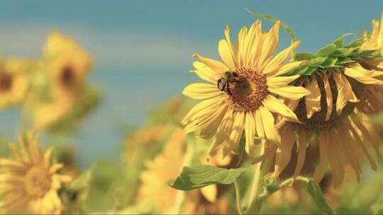 大黄蜂飞离向日葵。蓝天和大量的花粉。