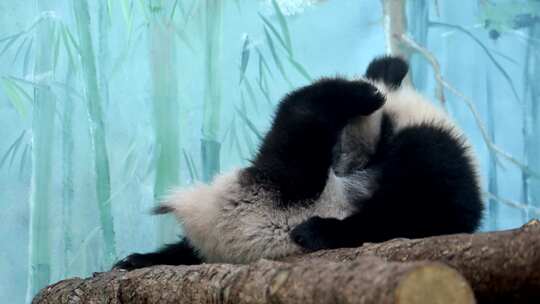 一只熊猫坐在栖息地的原木上