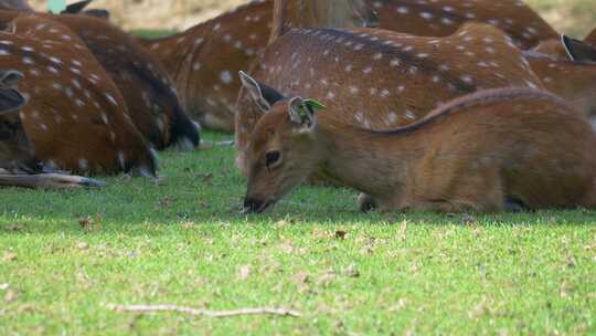 动物园里的梅花鹿在草地上休息