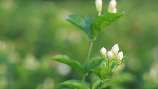 唯美茉莉花与茉莉花茶制作福州茉莉花种植园