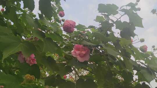 实拍植物鲜花芙蓉花