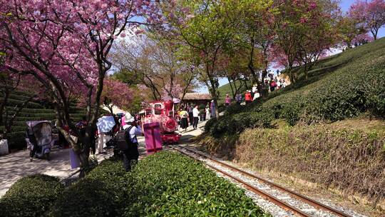 樱花树 茶园樱花美景 浪漫樱花茶园