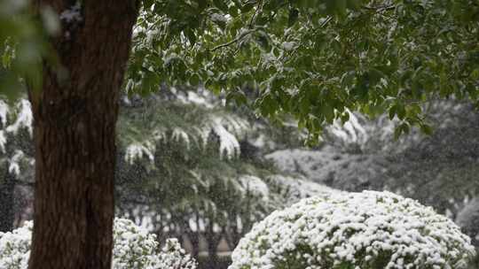 寒冷冬季公园绿化树木大雪空境升格