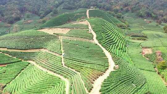 杭州龙坞西湖龙井茶园风景航拍