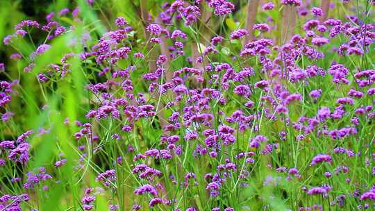 马鞭草 小紫花 紫色花朵