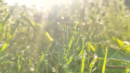 清晨唯美草地雨露逆光唯美日出水滴舒缓抒情