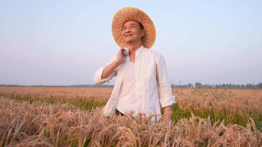 稻谷丰收  粮食丰收 生态农业
