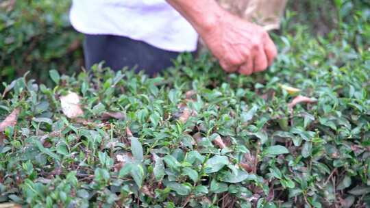 手在茶树间采摘茶叶的劳作画面