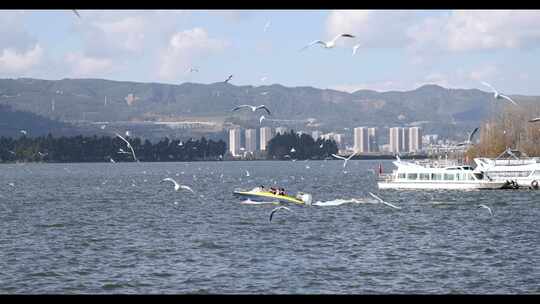 海鸥飞行