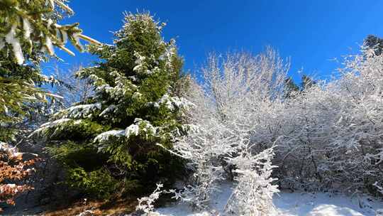 冷雪木景观