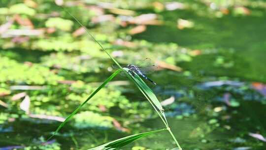 夏天池塘水草上的蓝色蜻蜓