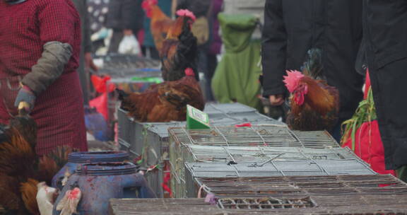 春节赶年集过大年买公鸡屠宰