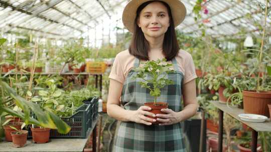 女人，温室，植物，植物苗圃