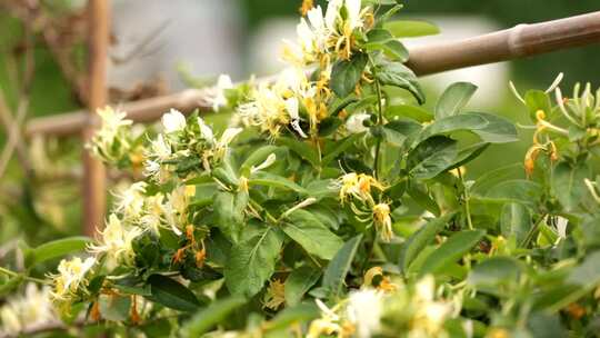 金银花藤金银花开花中药材草药花草茶