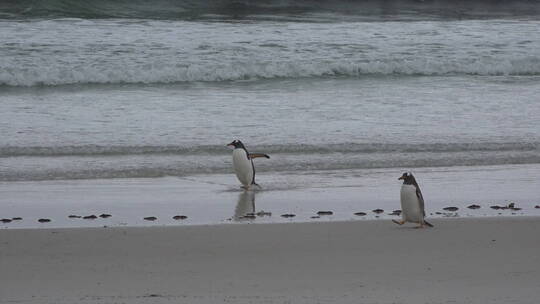 企鹅在沙滩上走