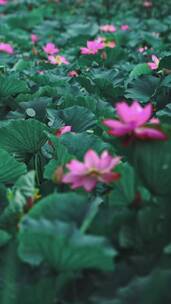 荷花自然涟漪露水池塘开花莲蓬公园花瓣雨诗