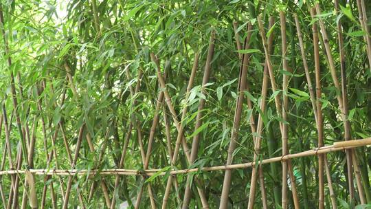 竹林竹子篱笆竹栏杆视频素材模板下载