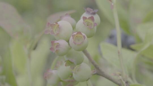 树上蓝莓特写