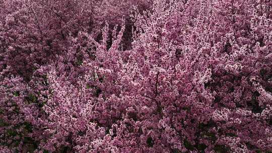 春天公园里大片紫红色梅花盛开