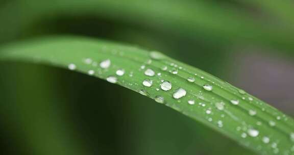 （慢镜）下雨天挂着水珠的绿叶微距特写