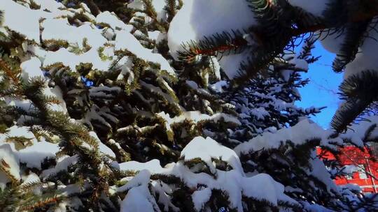 冬天公园老树小河雪景