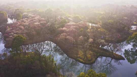 杭州西溪湿地曲水寻梅 春天江南梅花航拍