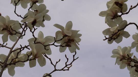 【镜头合集】北京植物园春季白色玉兰花