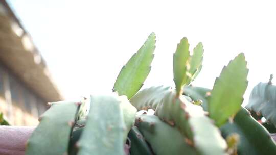 火龙果种植 火龙果树 仙人掌科植物