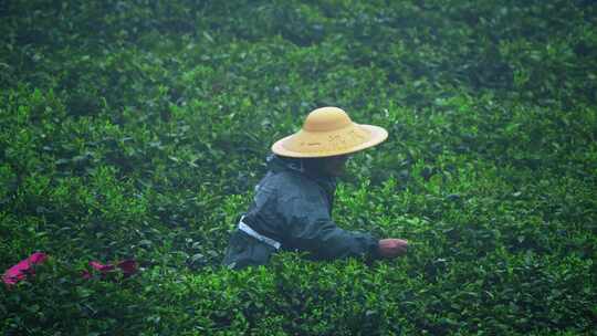 毛尖春茶白茶绿茶茶叶手工茶采摘