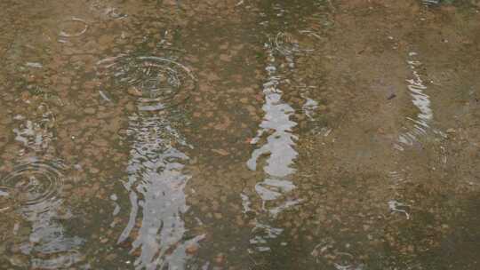 下雨天桂花树金桂八月桂花植物水滴升格