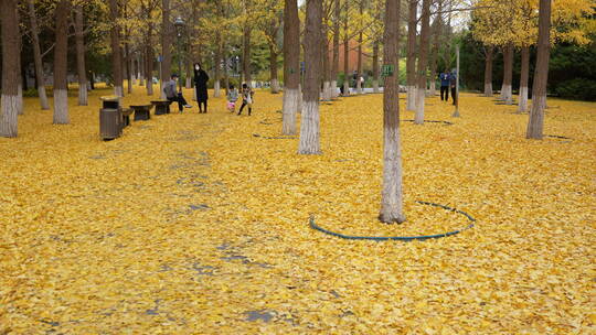 地坛公园的银杏秋色视频素材模板下载