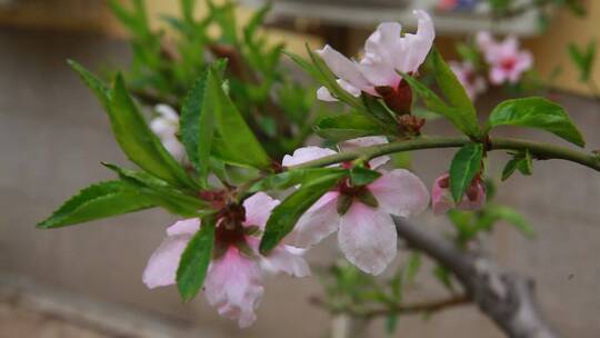 玉兰花桃花鲜花春季开花