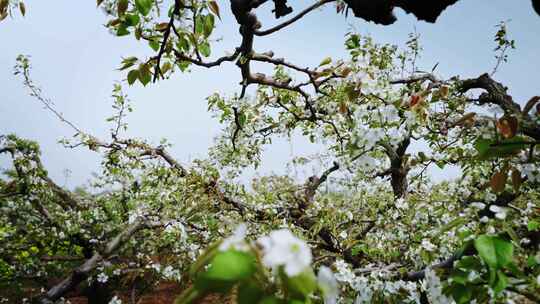春天盛开的梨花实拍唯美画面
