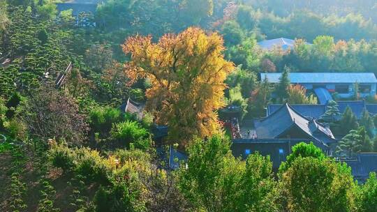 古观音禅寺银杏树秋景