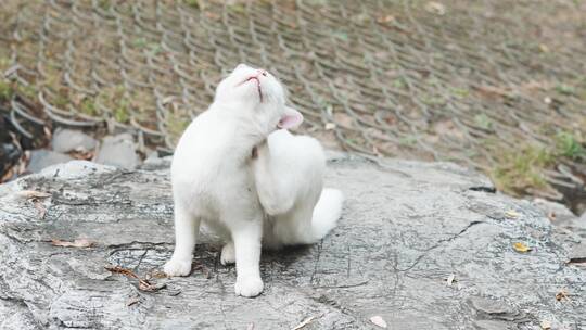 白猫用爪子挠痒