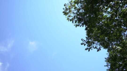 蓝天白云树荫绿叶大自然夏季风光
