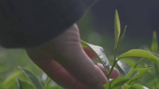 采茶 茶叶 制茶