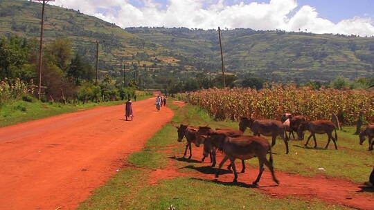 男人带一群驴走在乡村的土路上
