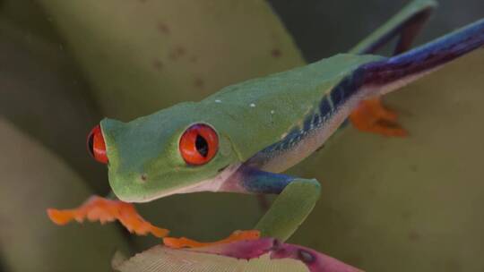 红眼树蛙的特写镜头视频素材模板下载