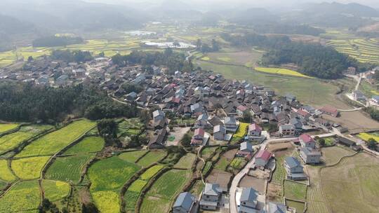 大气油菜花梯田风光航拍