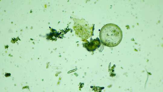 科研素材 微生物原生生物硅藻