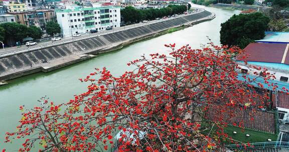 唯美意境古建筑旁盛开的木棉花岭南特色木棉