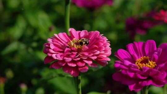 花园里盛开的波斯菊上采蜜的蜜蜂