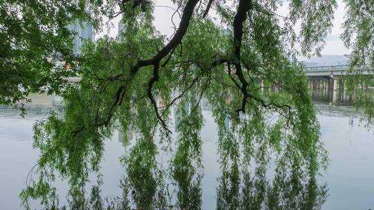 浑河雨后大柳树和k11