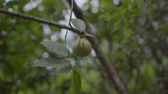 广东农村大山茶籽山茶树