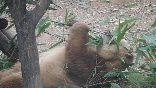 特殊的棕色大熊猫吃竹子2