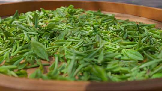 实拍春茶素材茶叶摊青