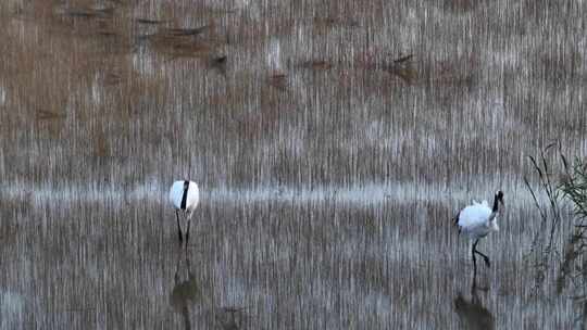 4K丹顶鹤悠闲野生动物湿地保护区视频素材模板下载