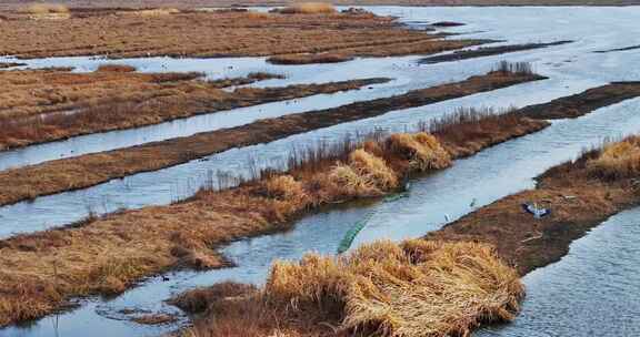 4k贵州威宁草海黑颈鹤栖息地升格航拍