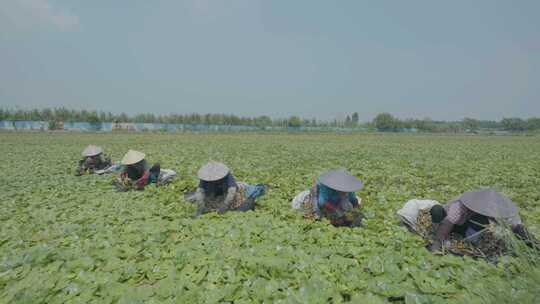 湖北荆州菱角采摘 池塘作物采摘 生态农业